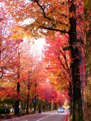 紅葉 石川県