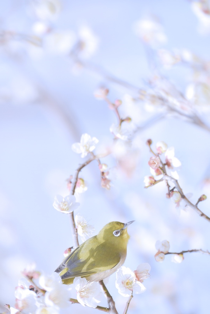 ウメジロ