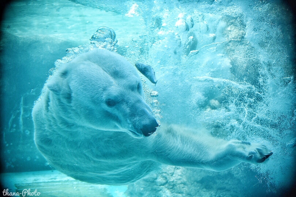 シロクマダイブ