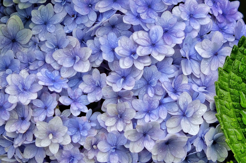 紫陽花