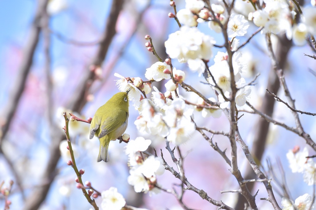 うめじろ