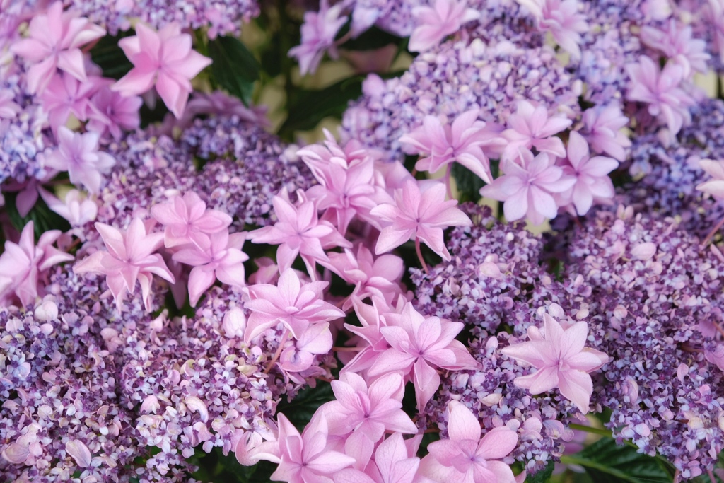紫陽花