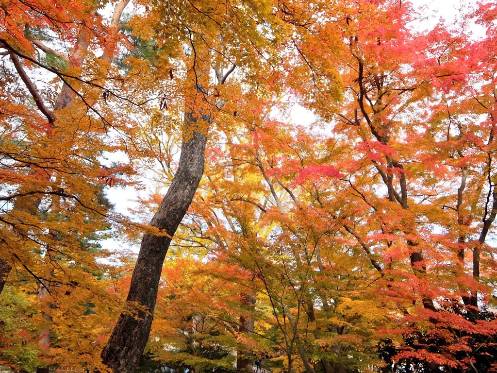 紅葉