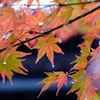 紅葉