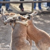 アカカンガルー