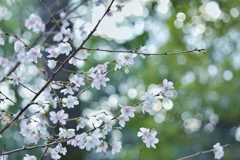 冬の桜