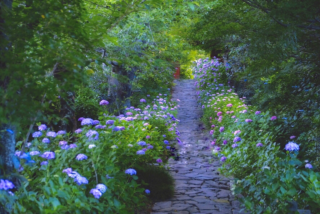 紫陽花の小径
