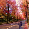 紅葉 ジャケ写風