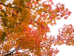 紅葉