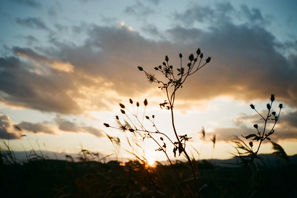 フィルム写真