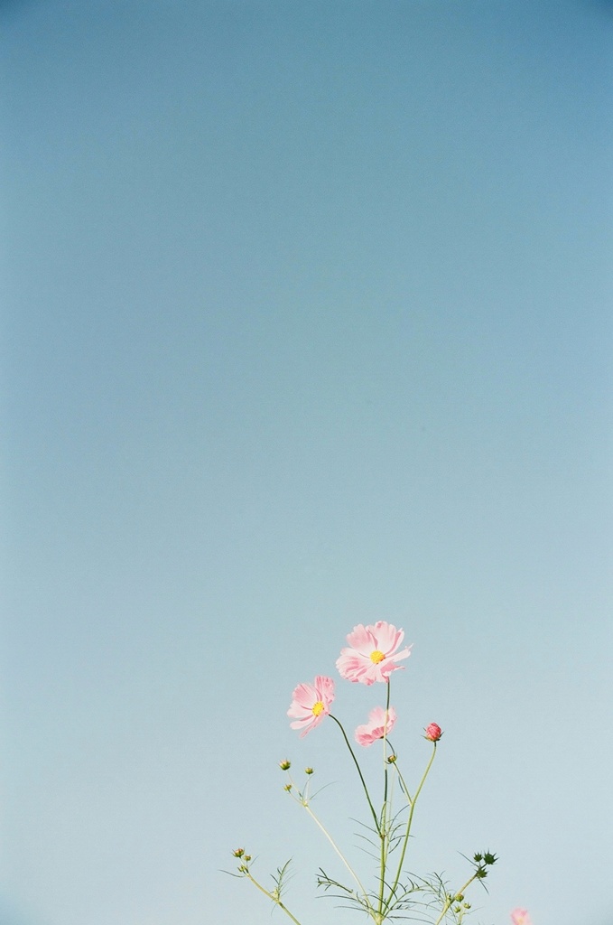 フィルム写真