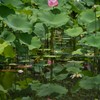 デジタル写真
