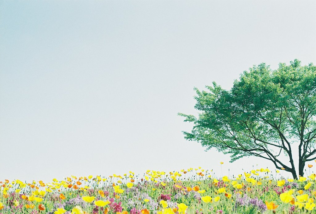 フィルム写真