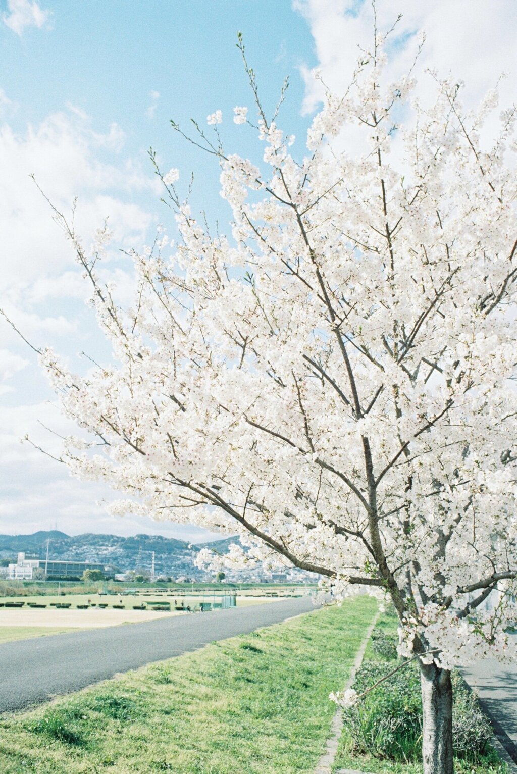 フィルム写真
