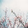 フィルム写真(二眼レフ)