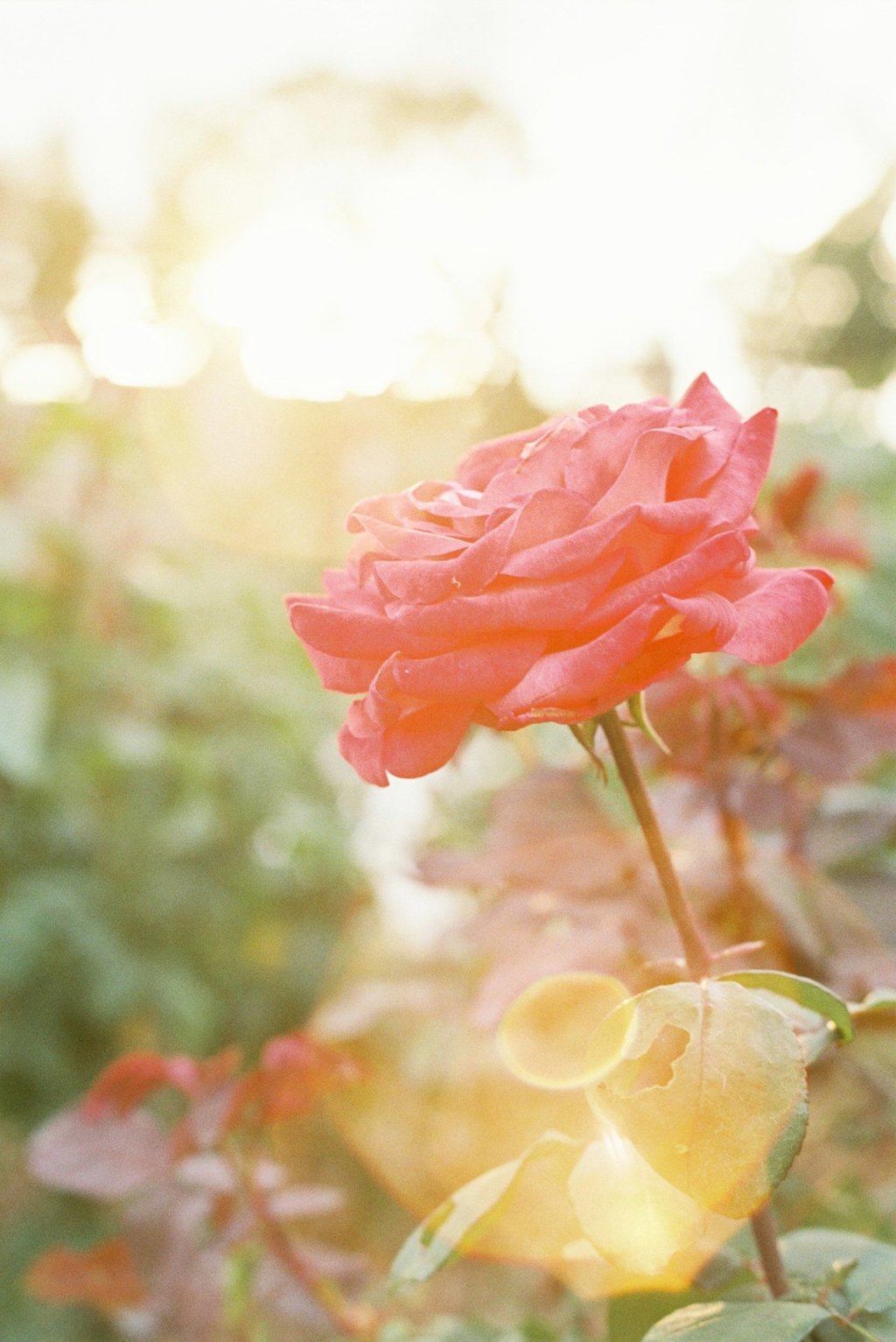 フィルム写真