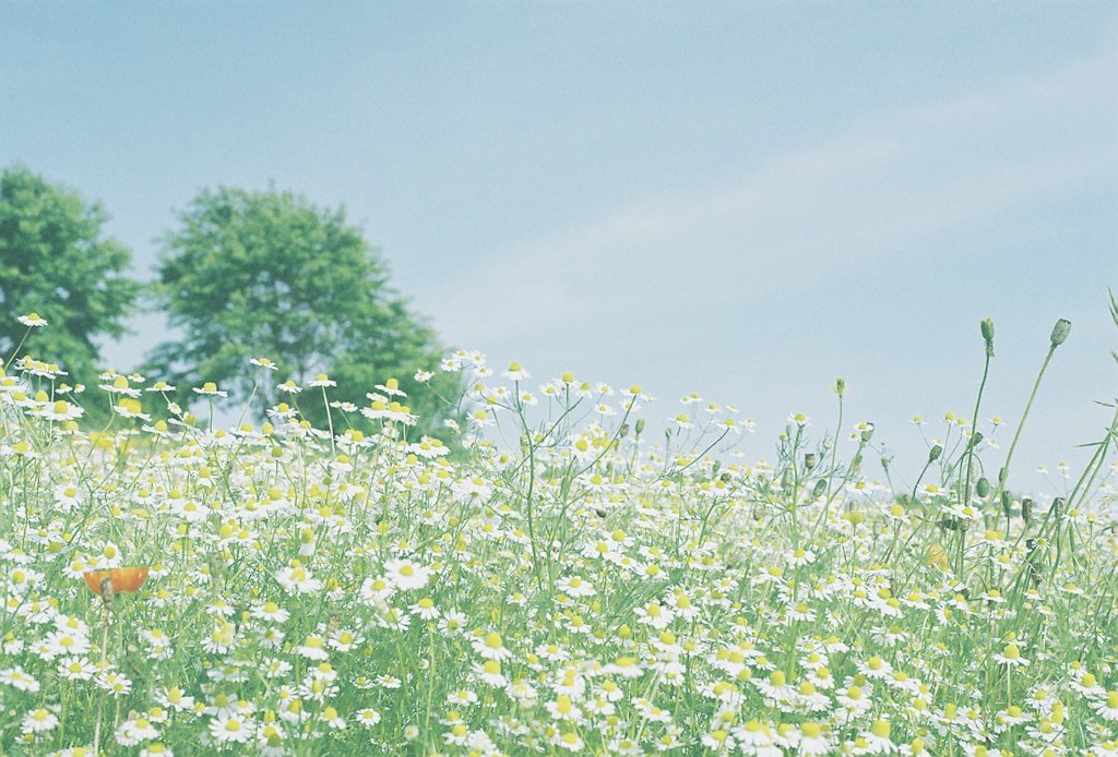 フィルム写真