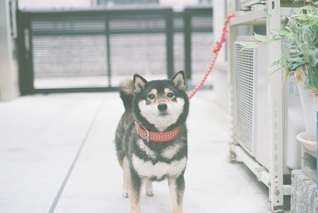 フィルム写真