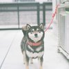 フィルム写真