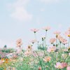 フィルム写真