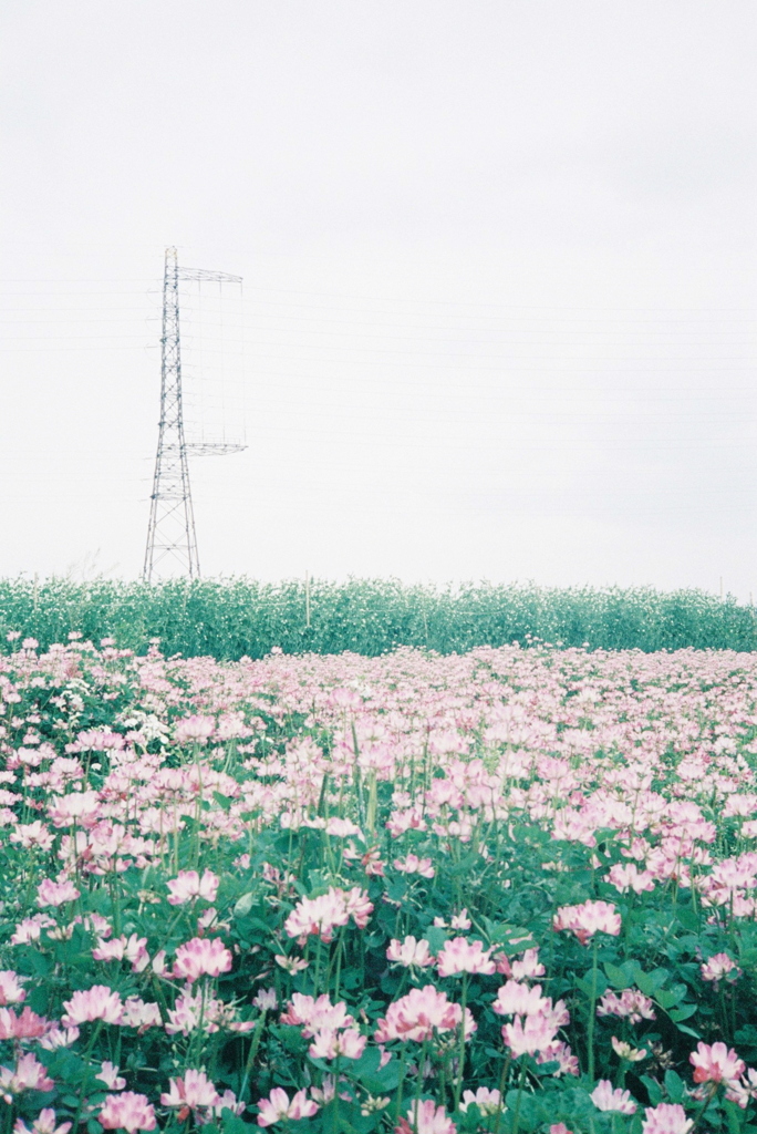 フィルム写真