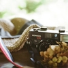 フィルム写真