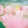 フィルム写真