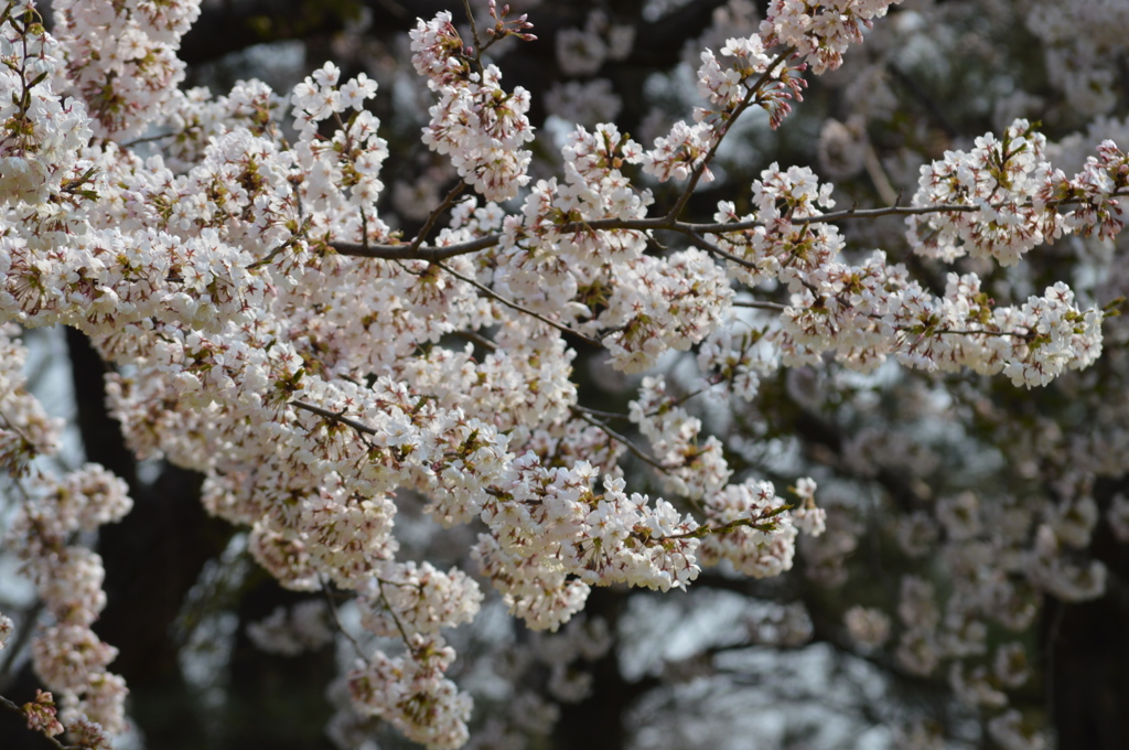 @20140427 桜