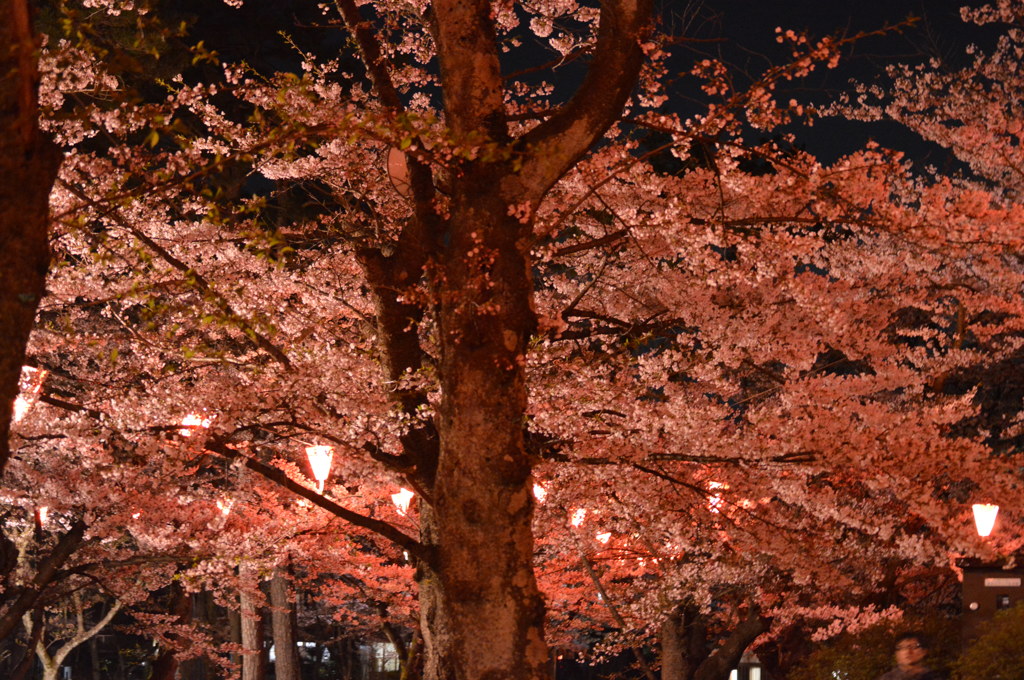 @20140424 桜