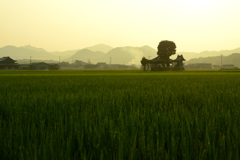 眩い夏の朝