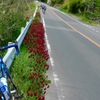 道路脇の花