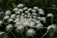 山の花火