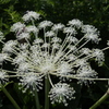 山の花火