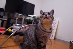 しろ（エフェクト前）