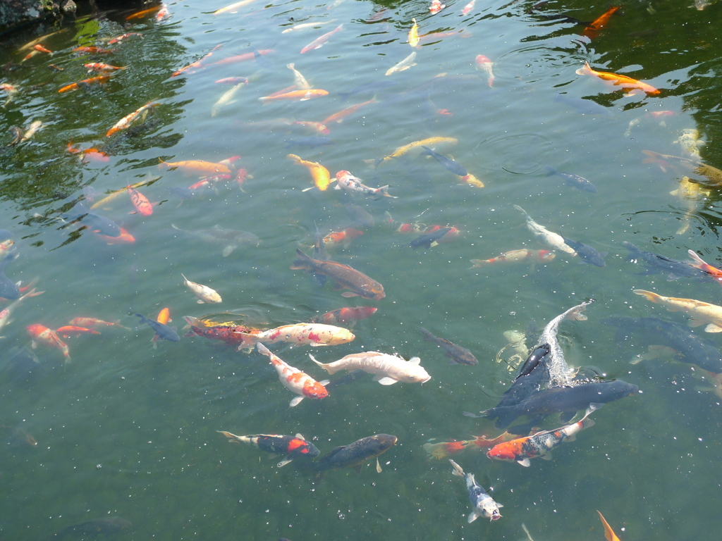 錦鯉