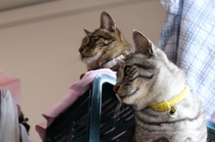 今日の猫