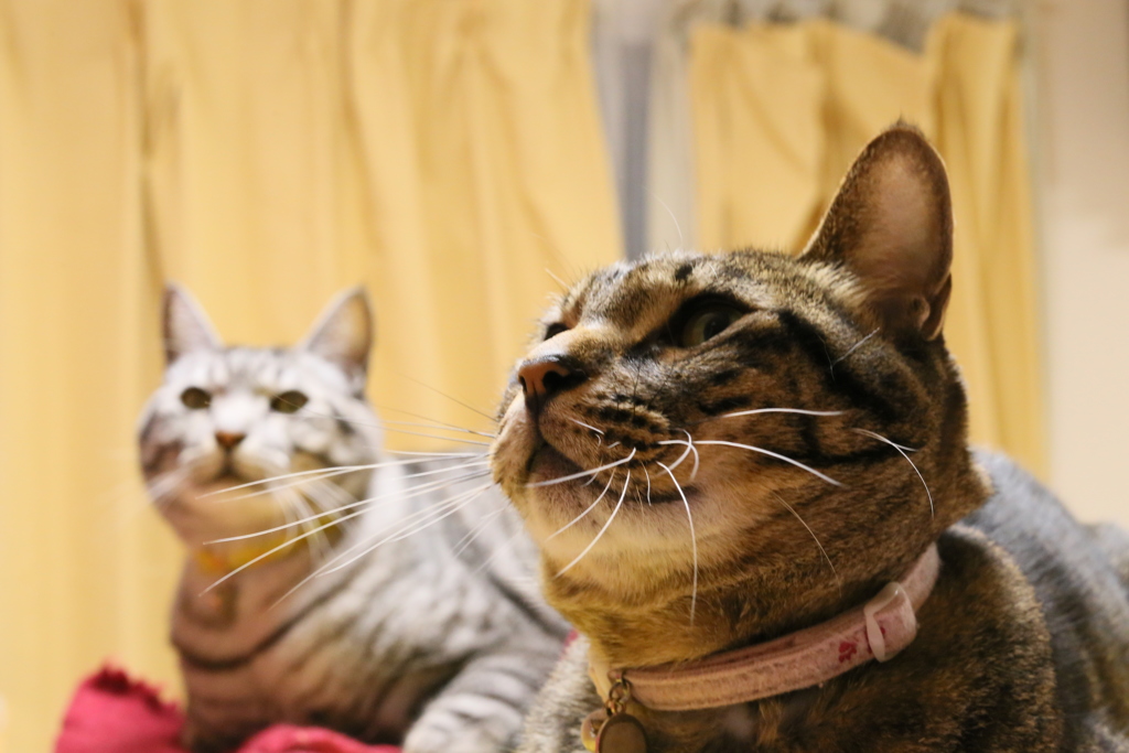 クロとシロ
