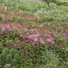 山のお花畑