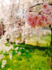 Cherry blossoms 2016