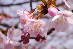 誰に見られなくても花は咲く。