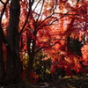 光と紅 透ける木々