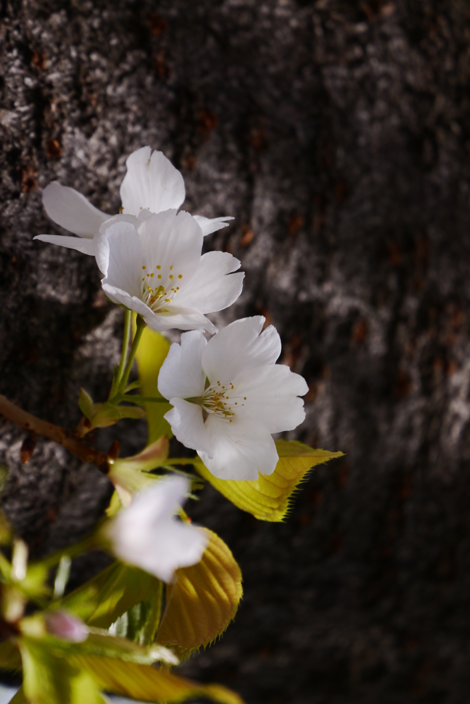 大島桜