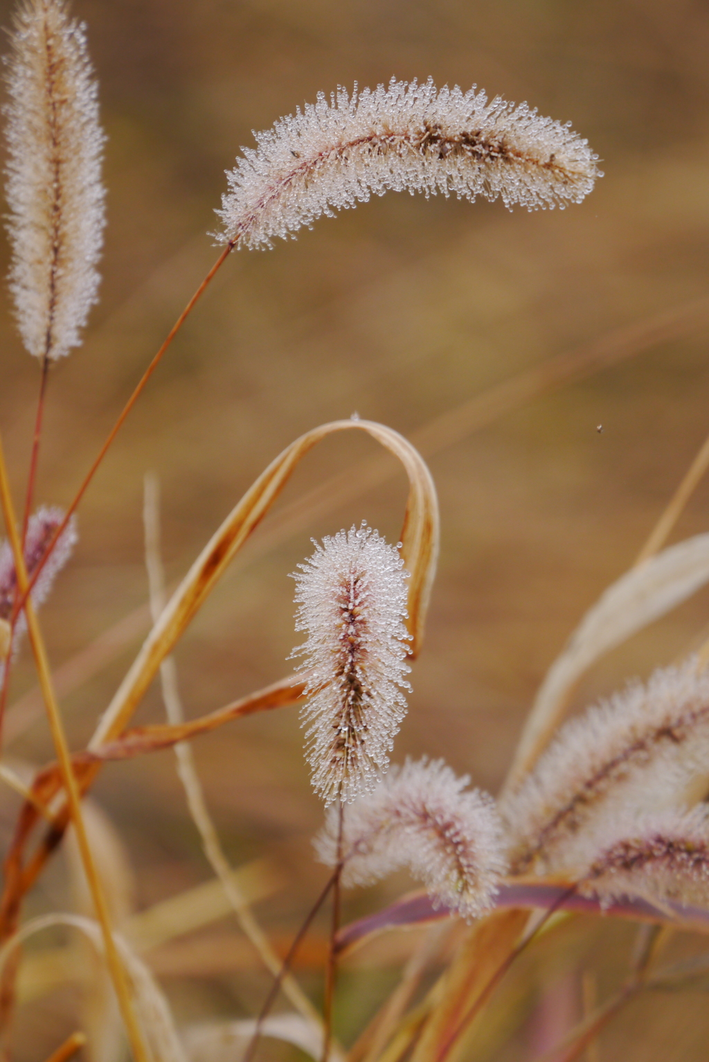 mist frosting