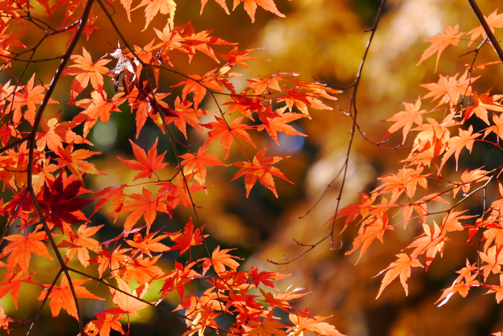 紅さす陽光