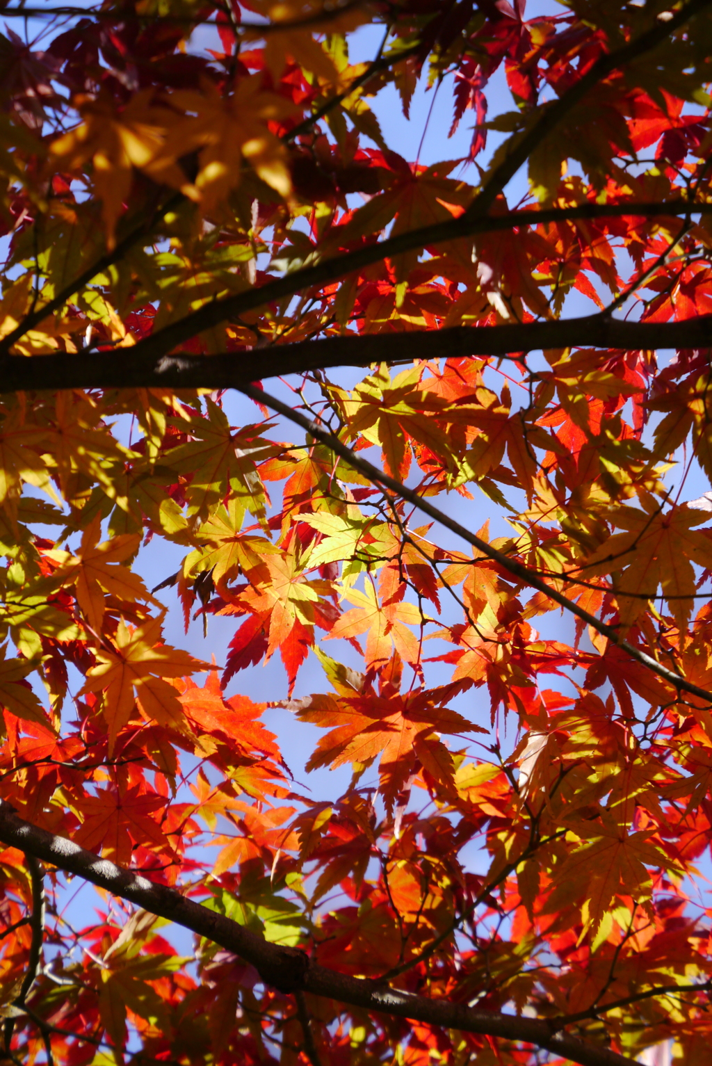 紅葉（高勝寺）