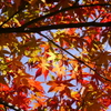 紅葉（高勝寺）