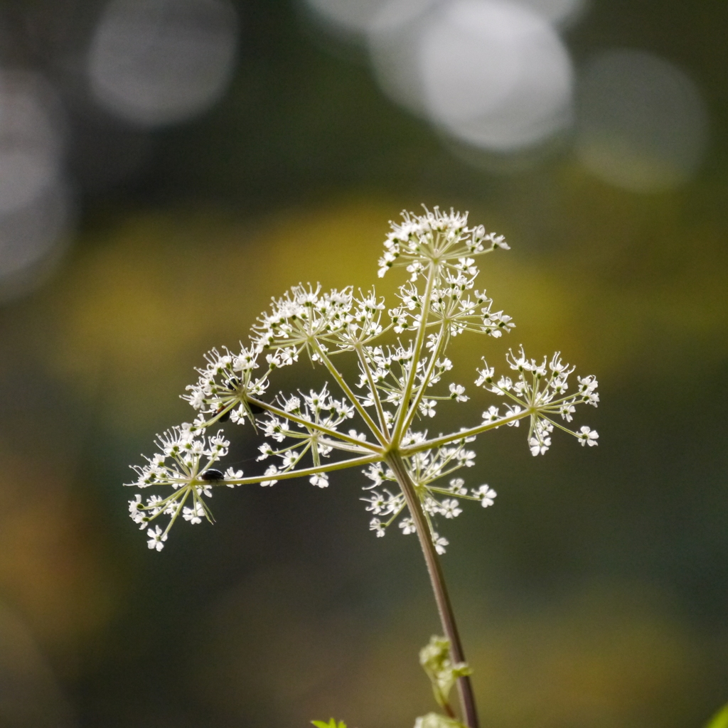 打ち上げ花火