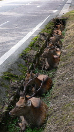 奈良の鹿～