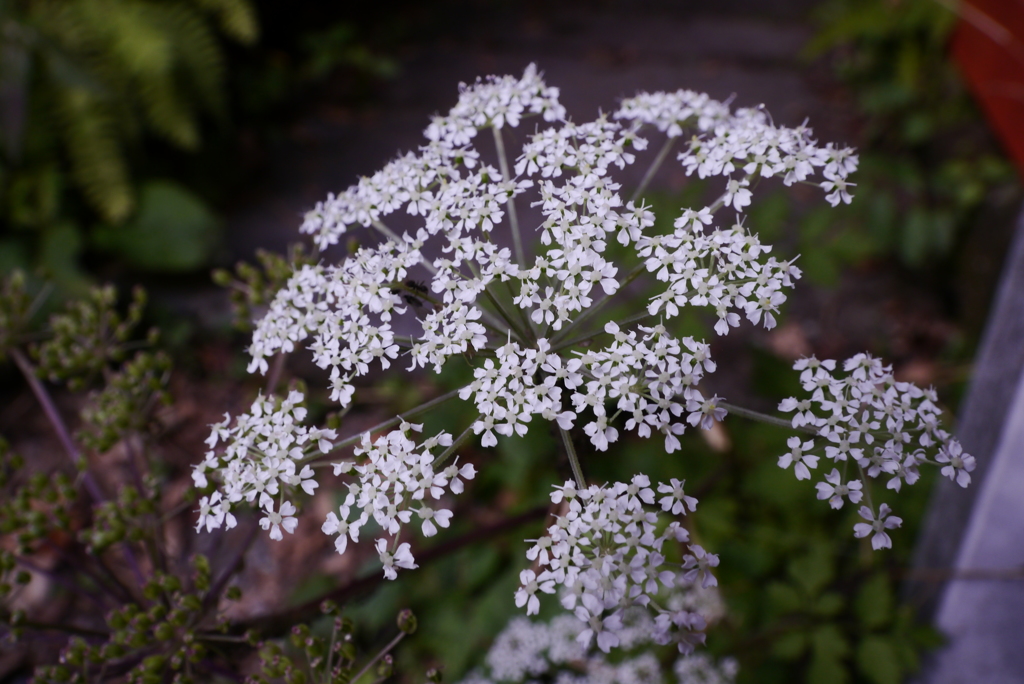 山秋の花火