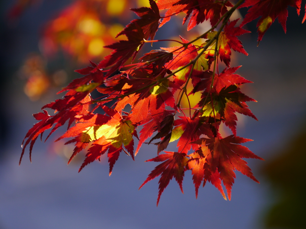 真紅に燃えて